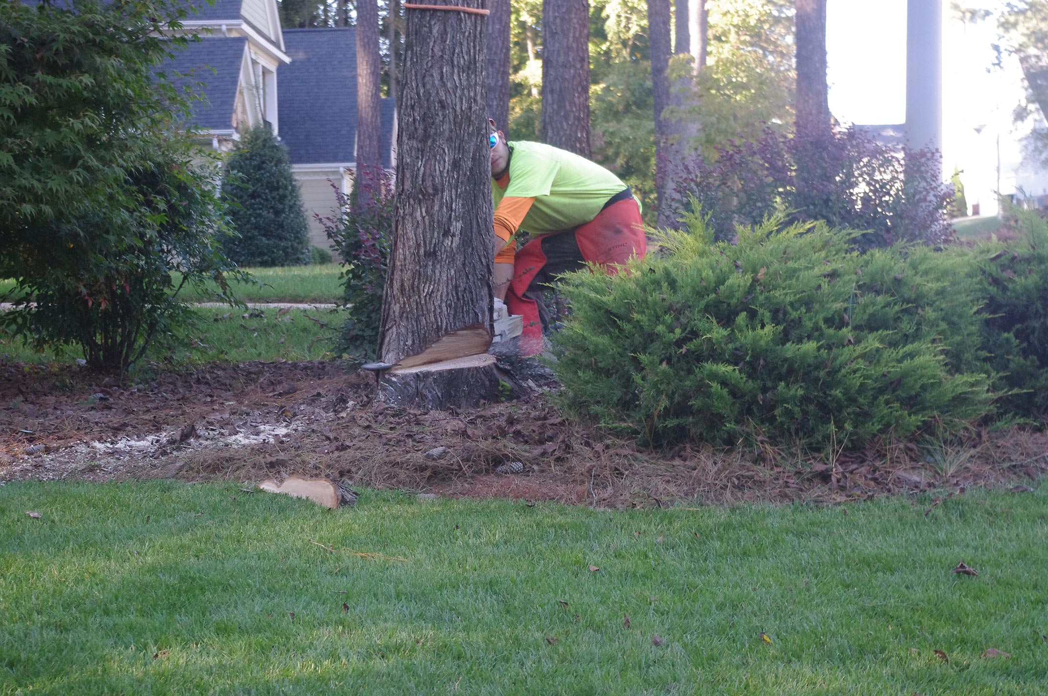 backcut-removing-a-tree-in-raleigh