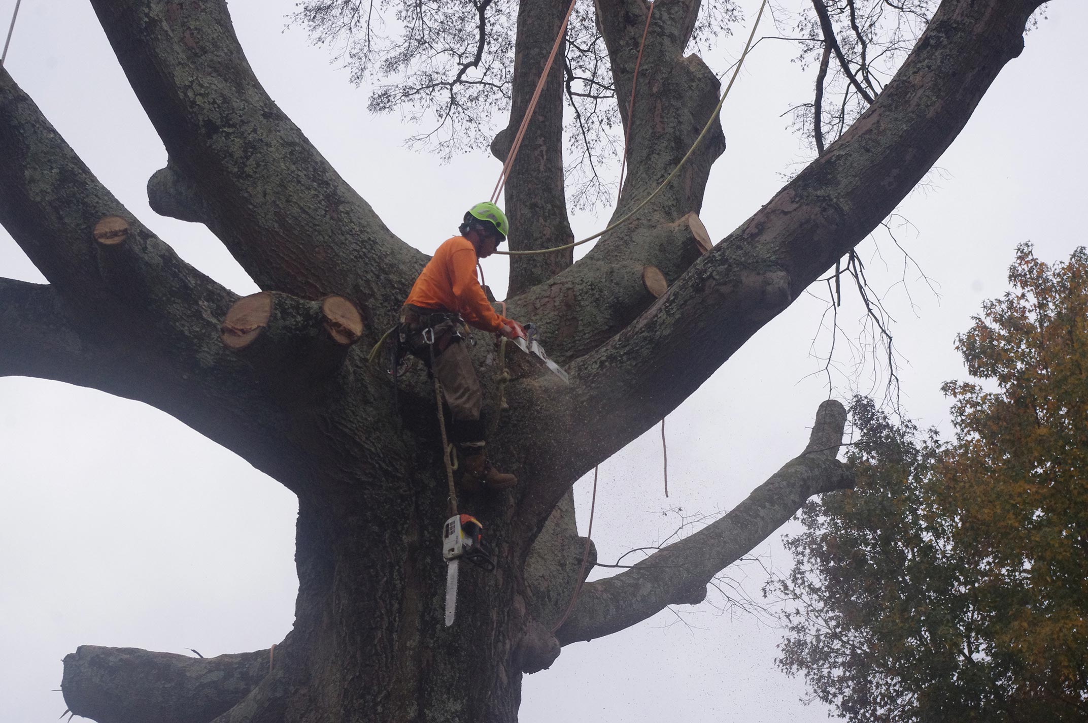 #big-oak