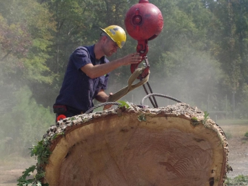 Big-log-after-tree-removal-in-raleigh