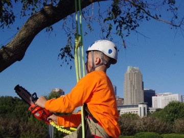 Raleigh-tree-service-24