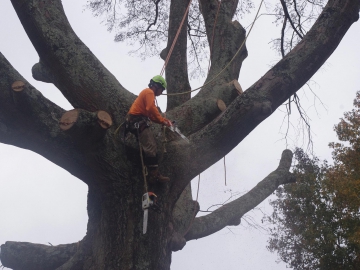 #big-oak
