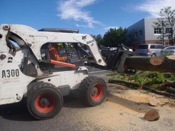 #bobcat