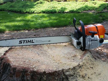 chainsaw-on-stump
