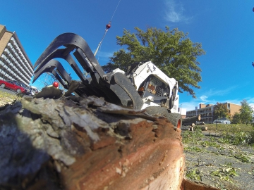 #crane-tree-removal-15