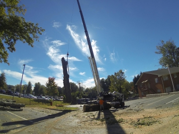#crane-tree-removal-16