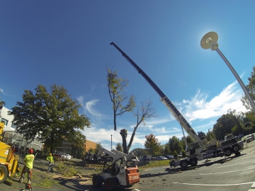 #crane-tree-removal-8