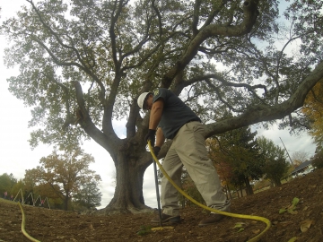 #deep-root4
