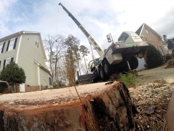 raleigh-tree-service-65---Copy