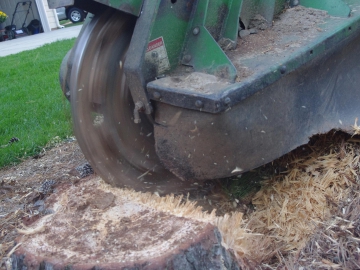 stump-grinding-3