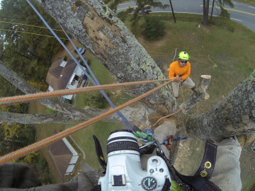 #tree-climber