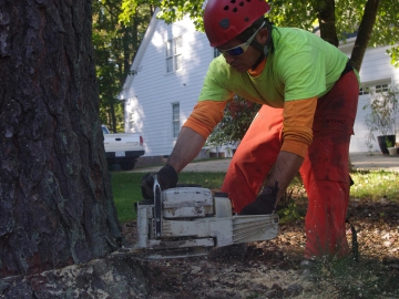 tree-removal-raleigh-104
