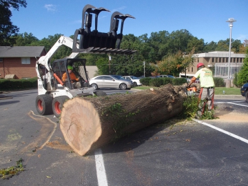 #tree-removal-raleigh6