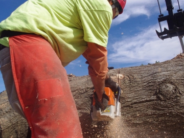 #tree-removal-raleigh7