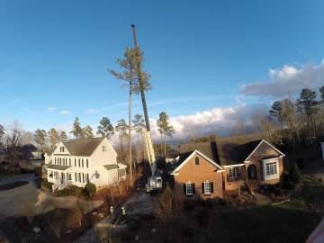 tree-service-raleigh-88