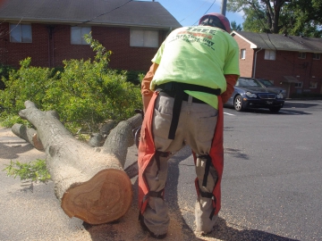 #tree-service-raleigh-ground-crew2