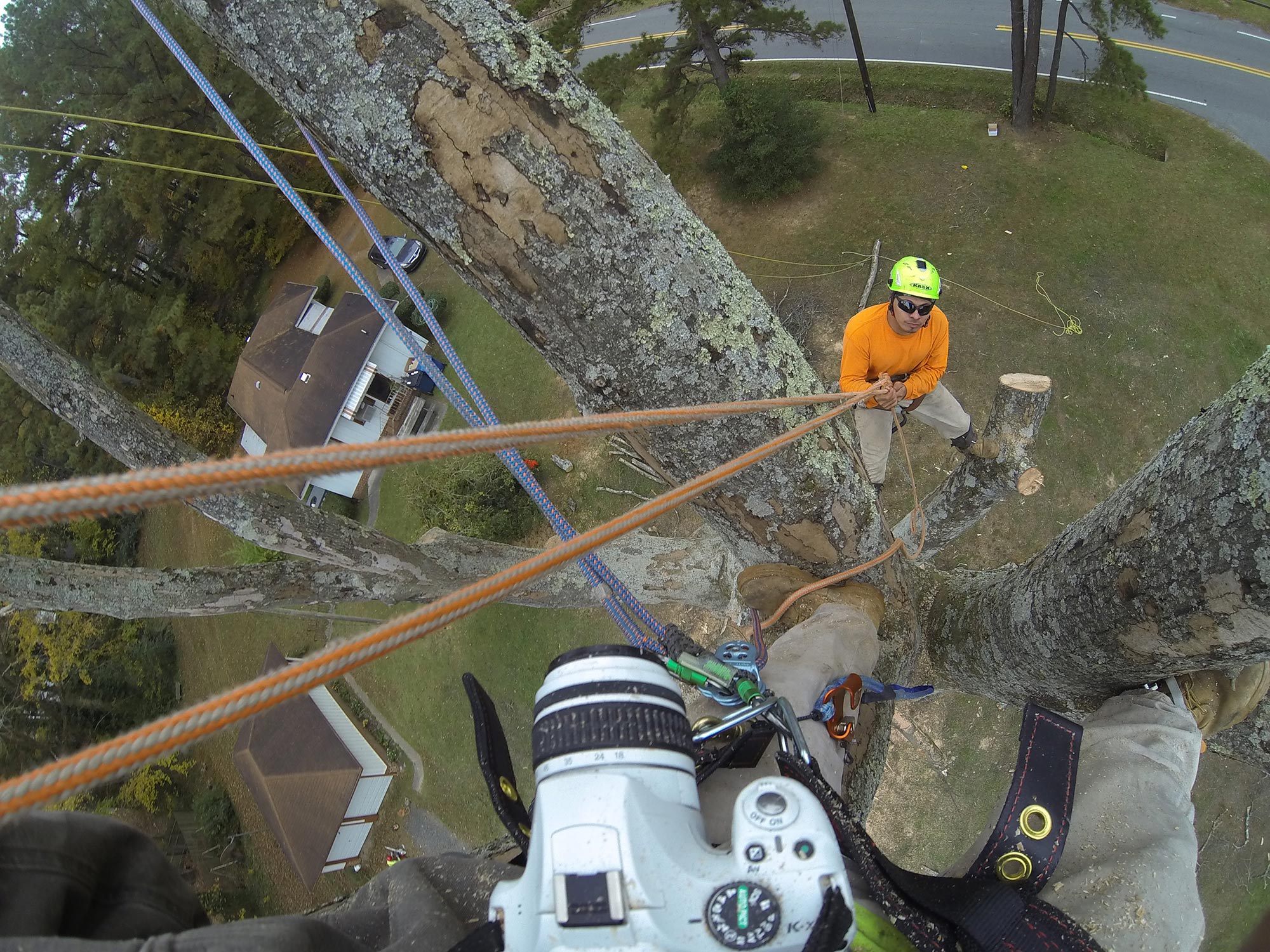 #tree-climber