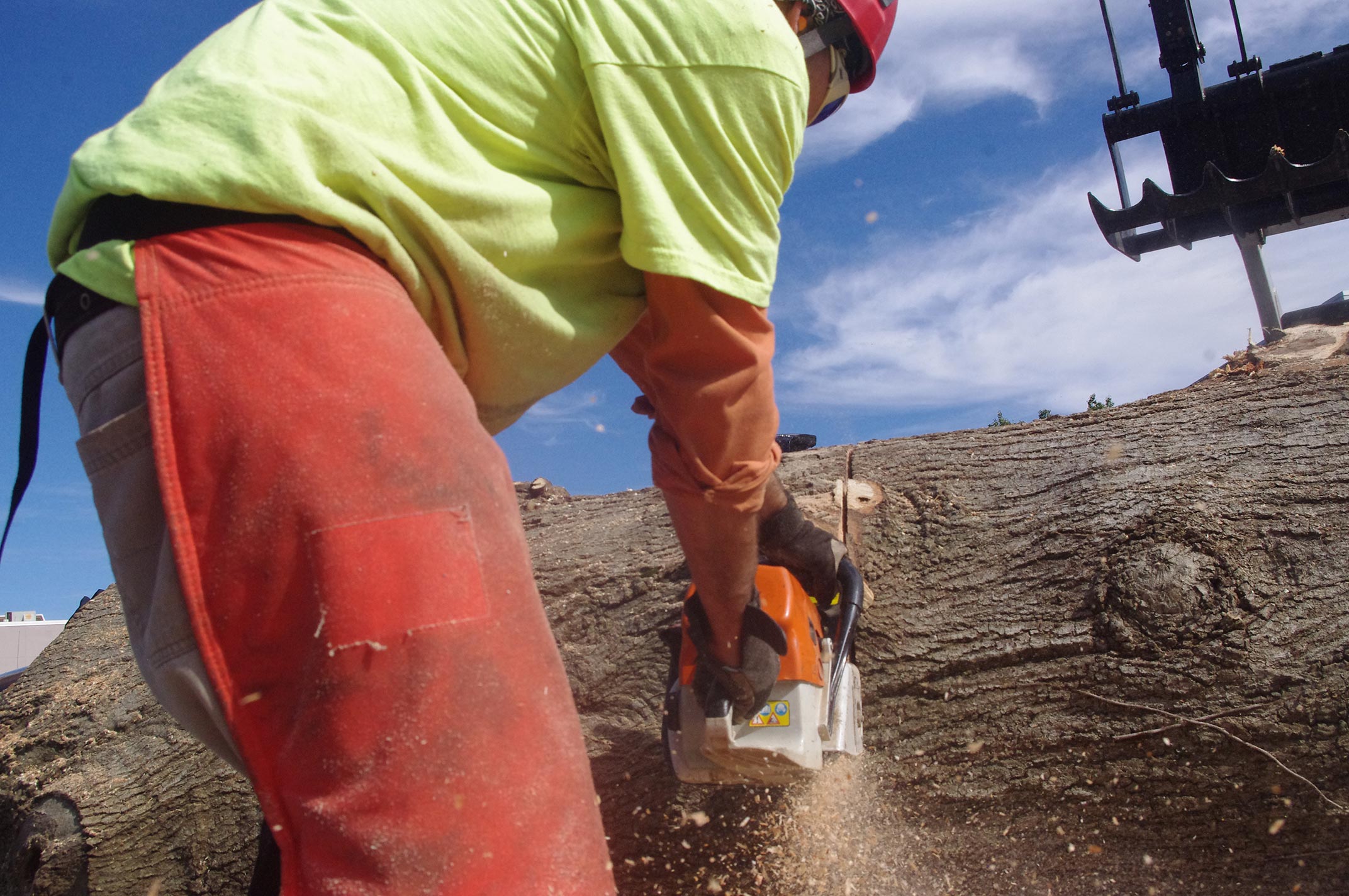 #tree-removal-raleigh7
