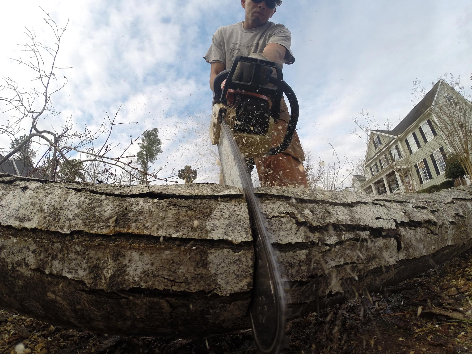 tree-service-raleigh-81