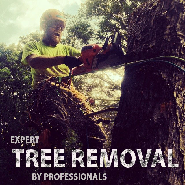 EXPERT-TREE-REMOVAL