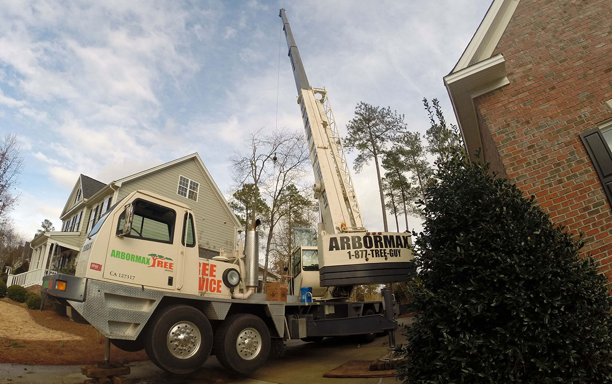 Raleigh Tree Service
