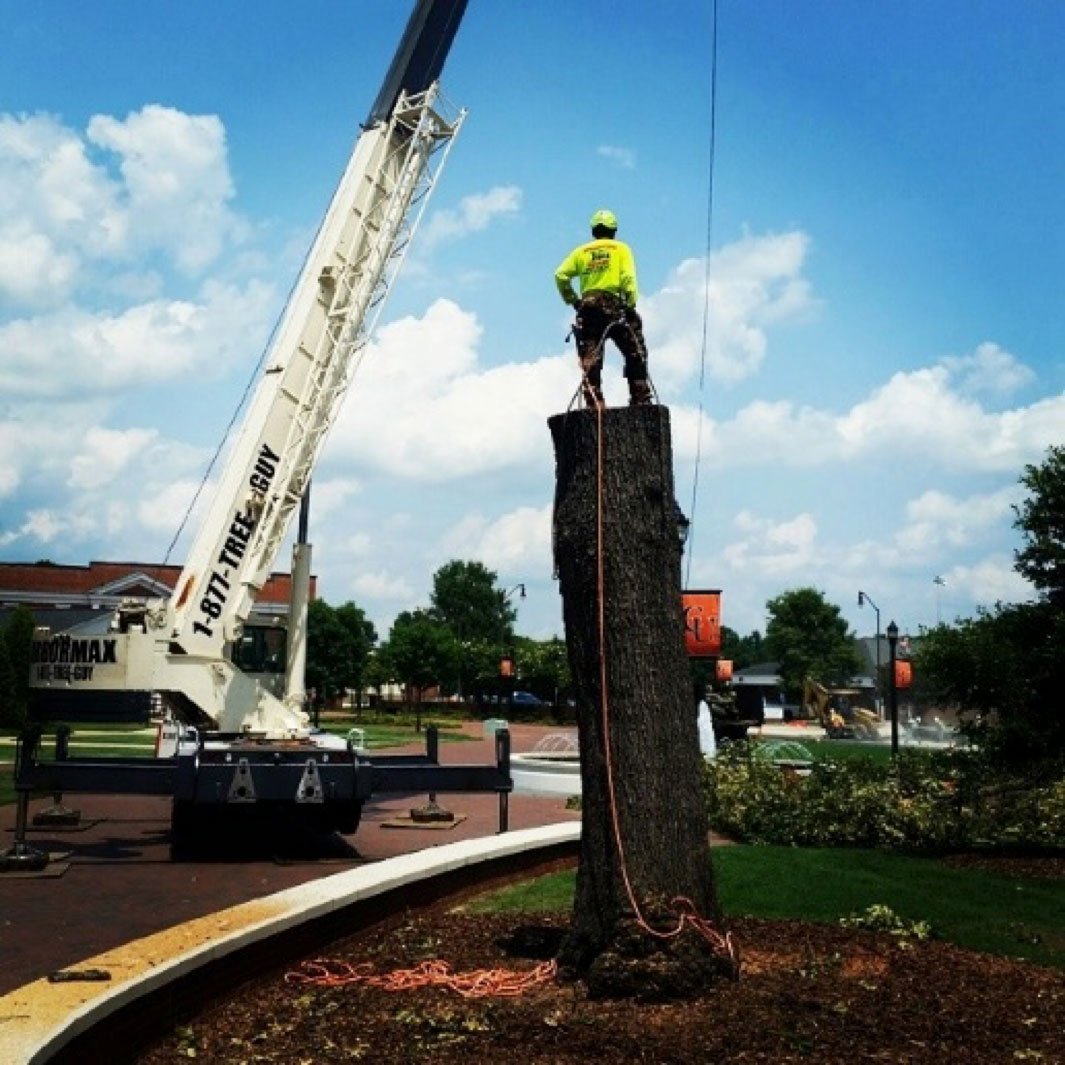 Removing Tree