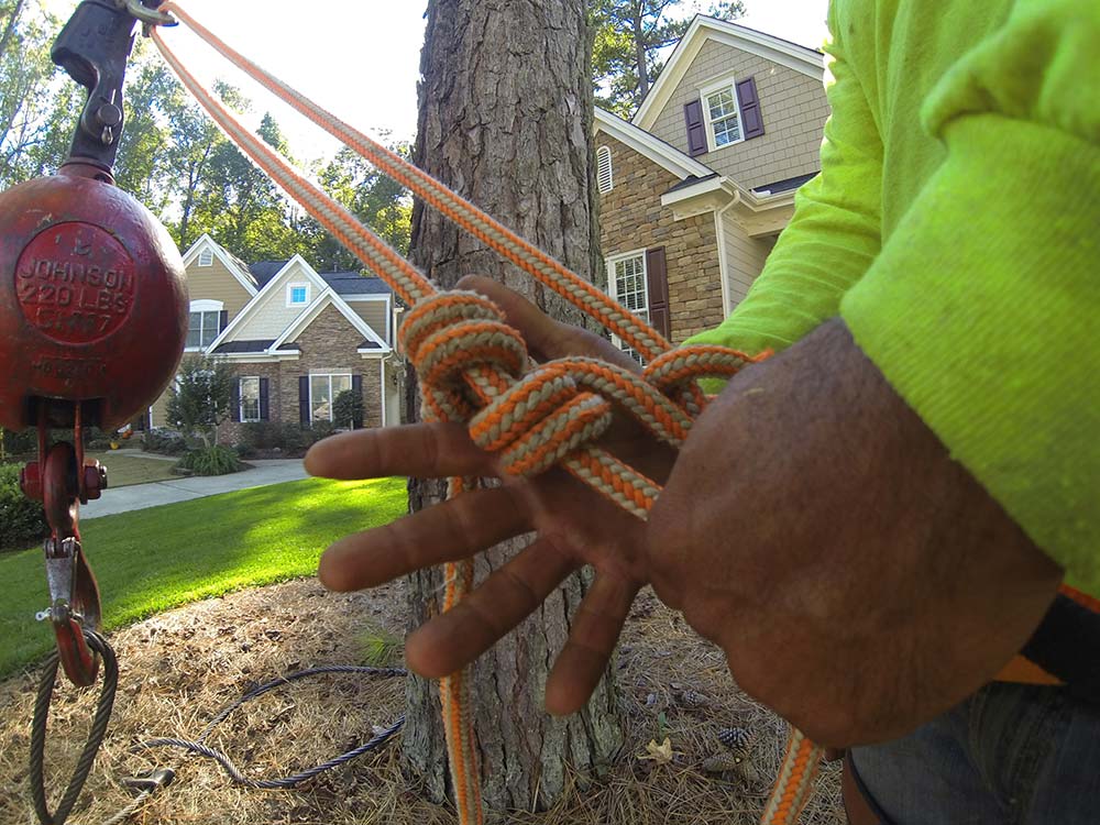 tree-climber-knot