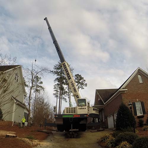 tree service raleigh