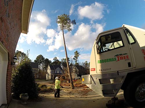 tree-service-raleigh-85