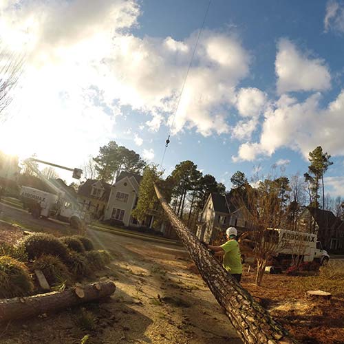 tree-service-raleigh