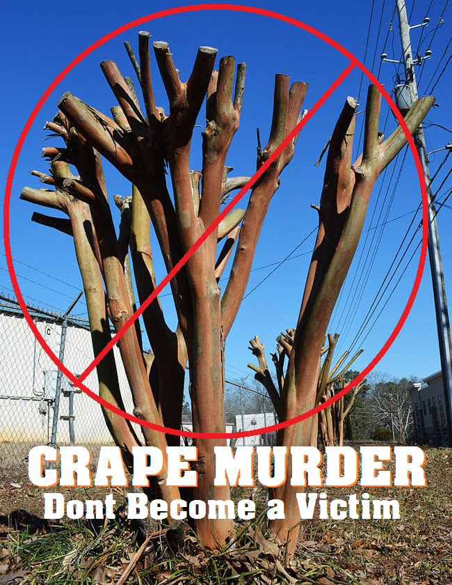 Crape Murder Improper tree pruning