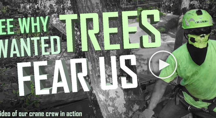 SEE-WHY-unwanted-trees-fear-us
