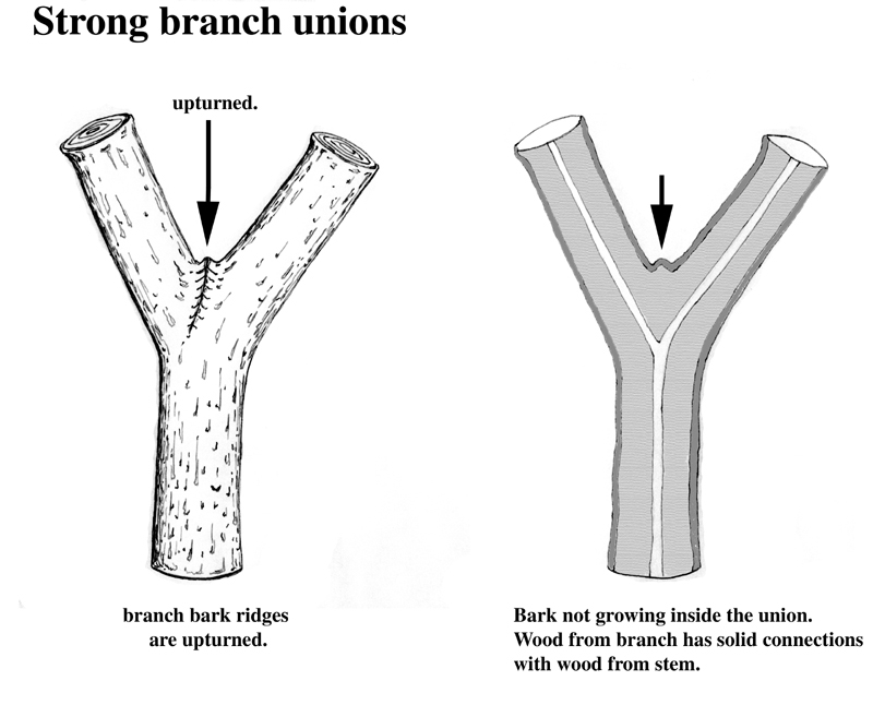 branch bark ridge 2-1