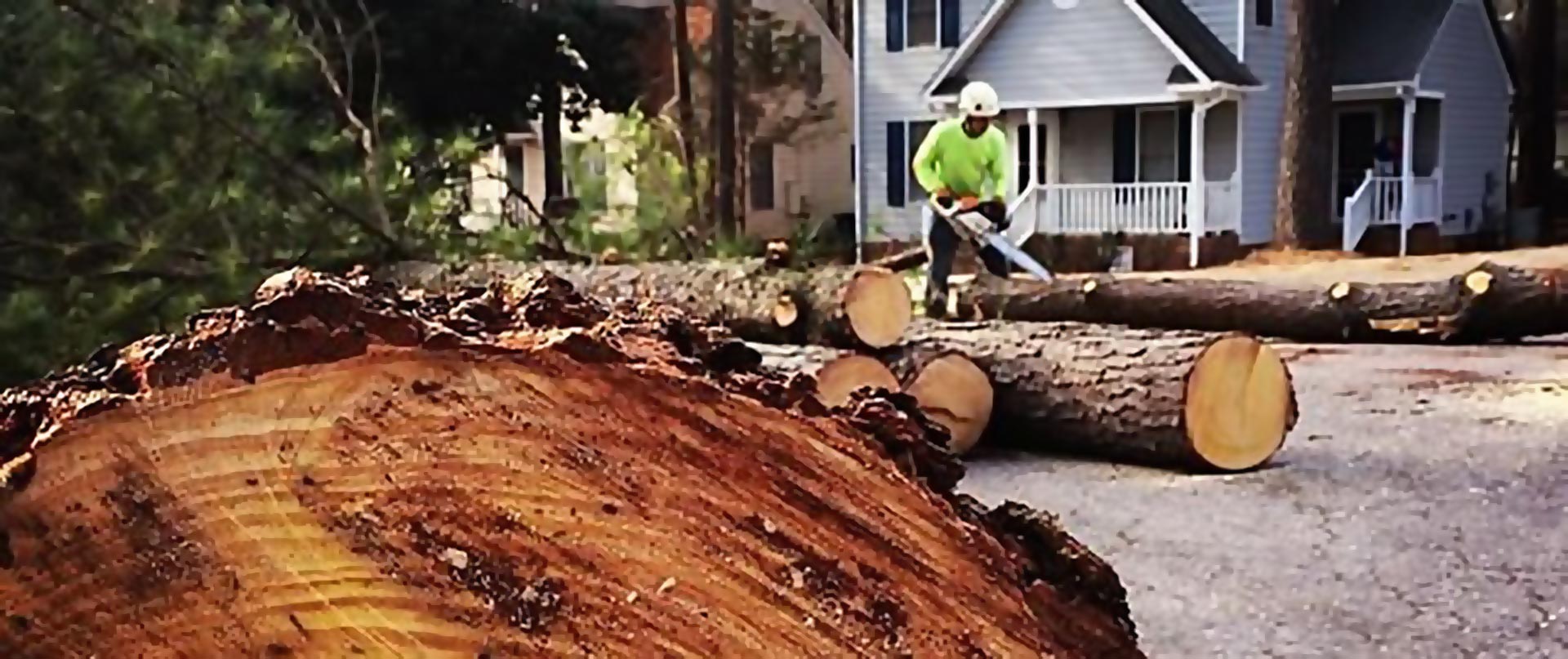 logs in street arbormax tree service