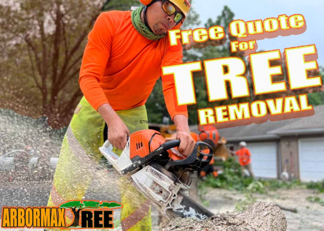 Tree Removal Service Raleigh NC